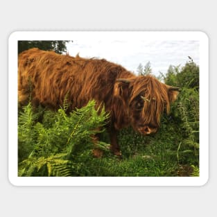 Scottish Highland Cattle Calf 2072 Sticker